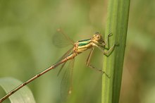 Südliche Binsenjungfer (Lestes barbarus)