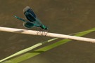 Calopteryx splendens......