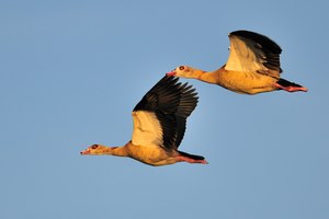 Nilgänse