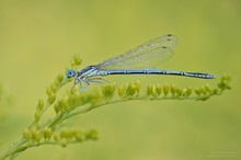 Blaue Federlibelle