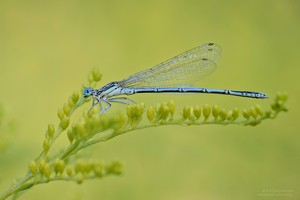 Blaue Federlibelle