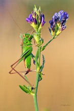 Zweifarbige Beißschrecke (Metrioptera bicolor)