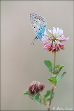 Hauhechel-Bläuling (Polyommatus icarus) nach Sonnenuntergang