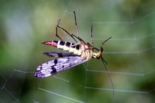 Gemeine Skorpionsfliege (Panorpa communis)