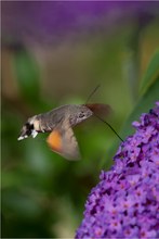 Taubenschwänzchen (Macroglossum stellatarum)