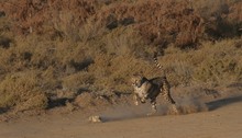 Run Cheetah run