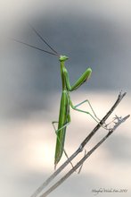 Mantis