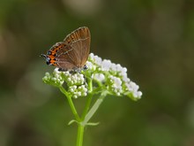 Satyrium pruni