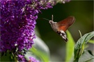 Taubenschwänzchen- (Macroglossum stellatarum)