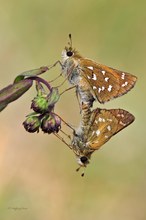 Komma-Dickkopffalter (Hesperia comma)