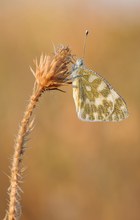 Reseda im Perlenkleid