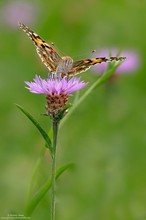 Distelfalter II...( Vanessa cardui )