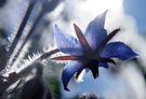 Borretschblüte