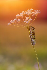 Raupe im Abendlicht