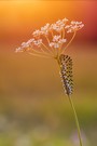 Raupe im Abendlicht