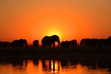Elefantenherde bei Sonnenuntergang