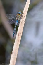 Herbst-Mosaikjungfer - Aeshna mixta