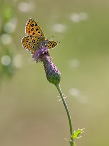 Schwefelvögelchen