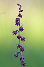 Rotbraune Stendelwurz - Epipactis atrorubens