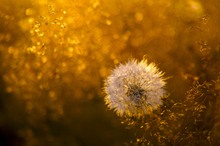 Pusteblume mit Glittereffekt