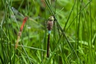 Mord am Weiher