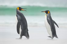 Königspinguin (Aptenodytes patagonicus)