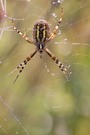 Spinne