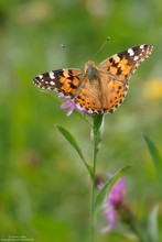 Distelfalter III...( Vanessa cardui )