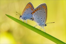 Lycaena dispar - Kopula