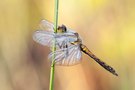 Schwarze Heidelibelle (junges Männchen) - Sympetrum danae