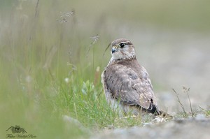 Merlin der Zauberer