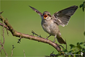 Neuntöter (Lanius collurio) flügger Jungvogel