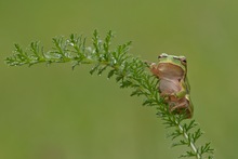 Laubfrosch