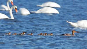 Acht Augustzwerge mit Mutter...