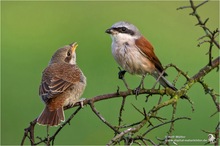 Neuntöter-Männchen mit Jungvogel