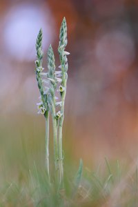 Herbst-Drehwurz (Spiranthes spiralis)