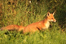 Fuchs am Morgen