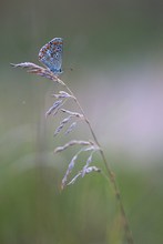 Bläuling im Abendlicht