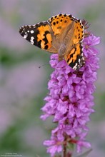 Distelfalter IV...( Vanessa cardui )