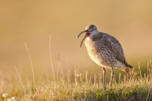 Regenbrachvogel