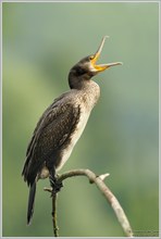 Kormoran (Phalacrorax carbo)