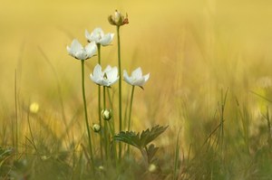 Parnassia in ihrer natürlichen Umgebung