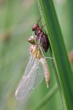 Große Heidelibelle (Sympetrum striolatum)