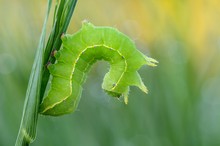 Herbst-Rauhaareule Asteroscopus sphinx