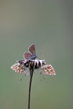 Hauhechel-Bläuling - Polyommatus icarus