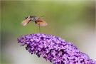 Taubenschwänzchen (Macroglossum stellatarum)