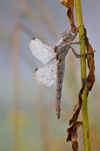 Südlicher Blaupfeil