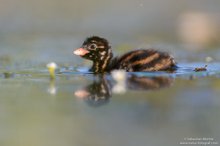 Zwergtaucher (Tachybaptus ruficollis)