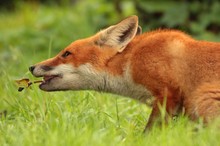 "Äpfel schmecken doch besser als Mäuse..."