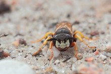 Bienenwolfportrait frontal